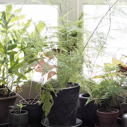 GARDENING CON @aboutgarden GARDENING CON @aboutgarden