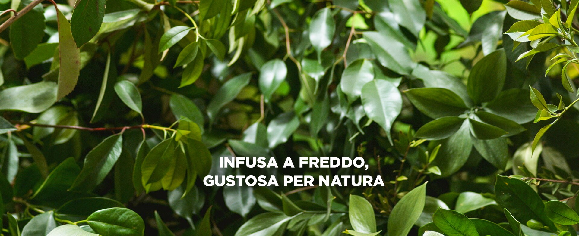 Levissima Natura Infusa a Freddo