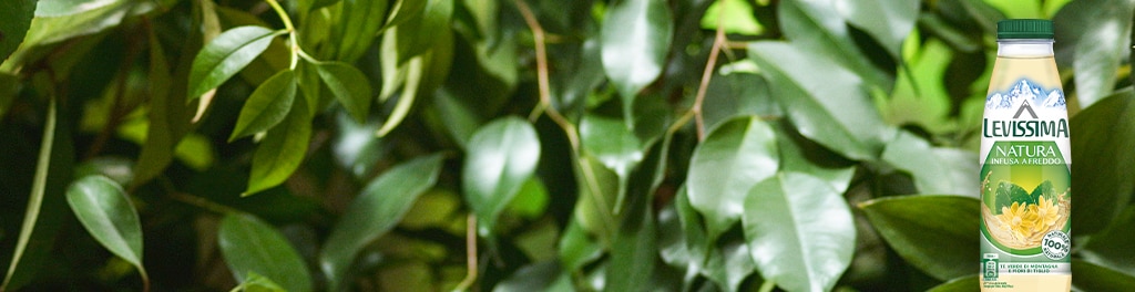 Infuso freddo di tè verde di montagna e fiori di tiglio