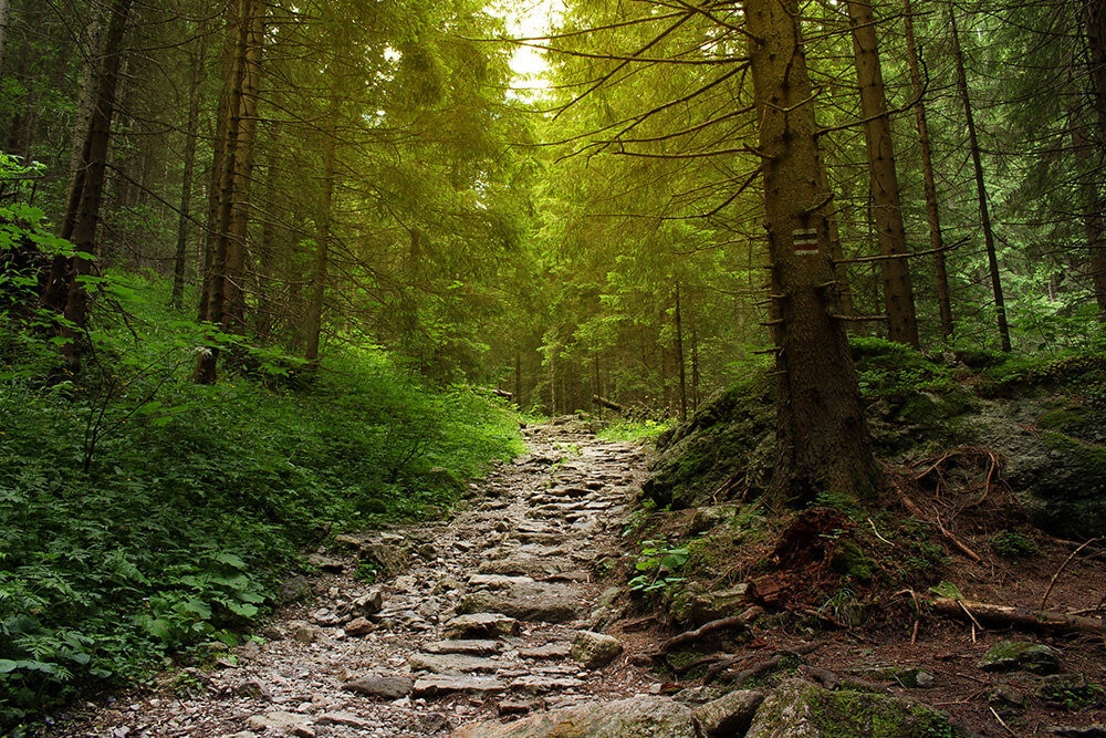 QUANDO IL BOSCO DIVENTA UNA TERAPIA BENEFICA