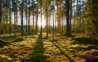 forest bathing per praticare una vita sana