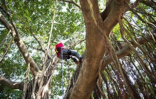 Tree Climbing, un’avventura nel rispetto della natura