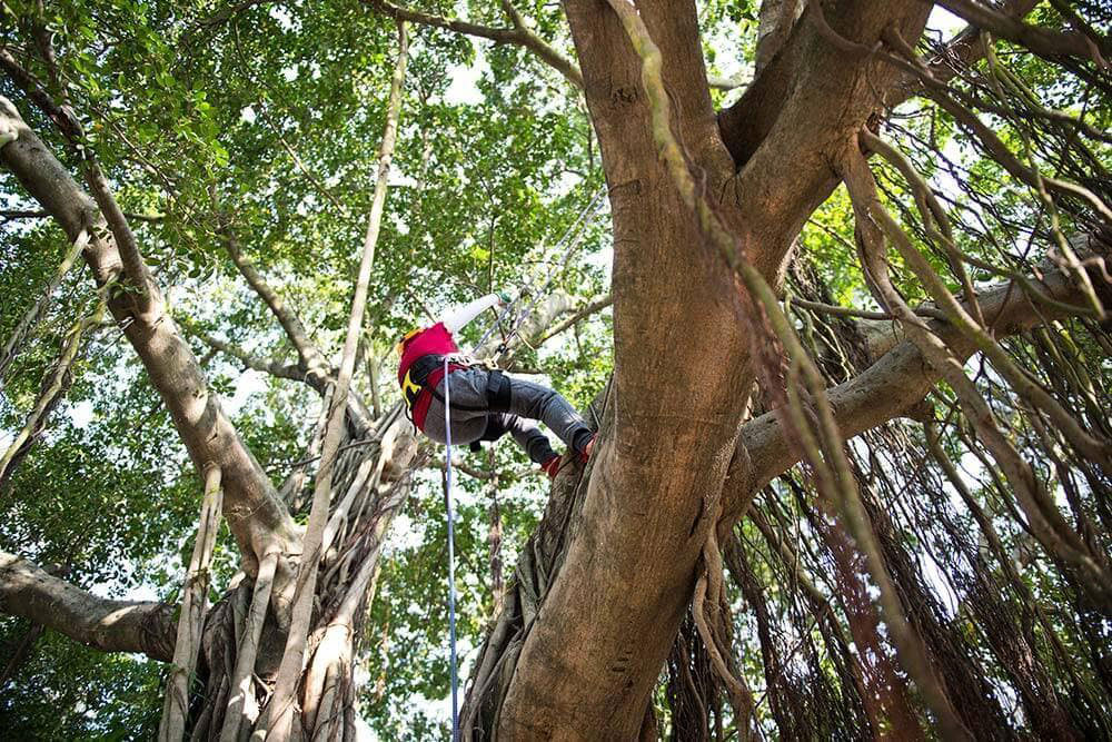 treeclimbing