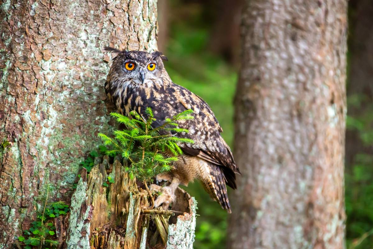 Animal image
