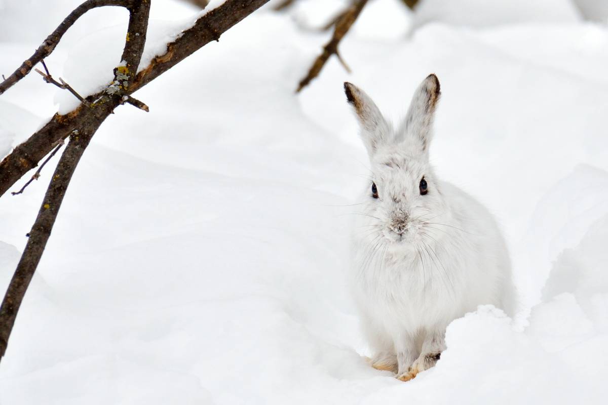 Animal image