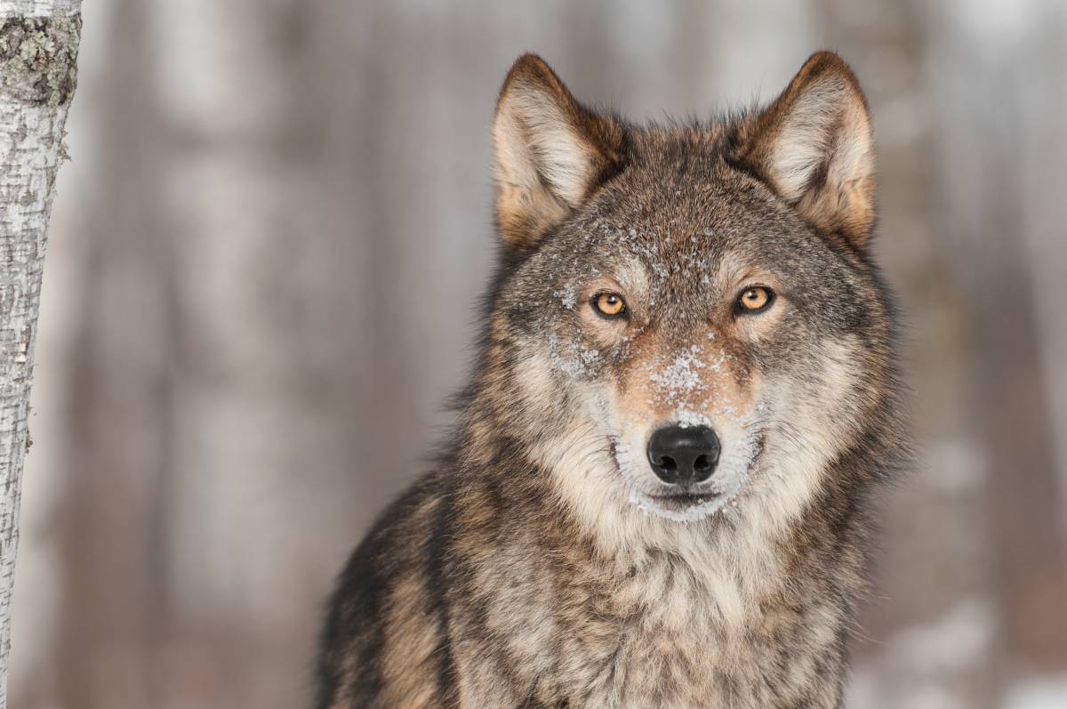 Animal image