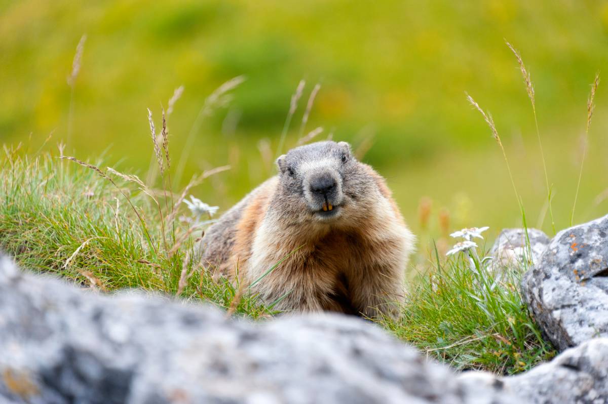 Animal image
