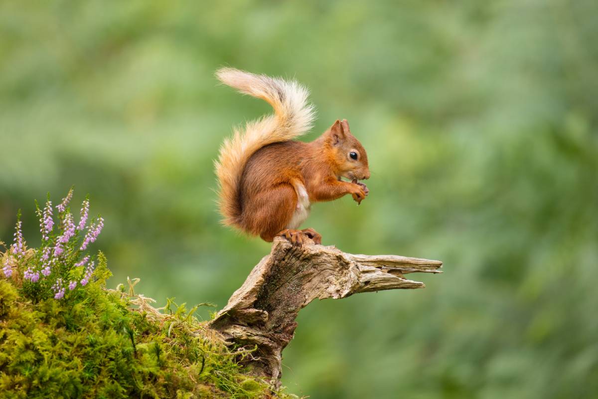 Animal image