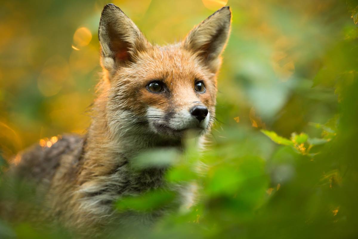 Animal image